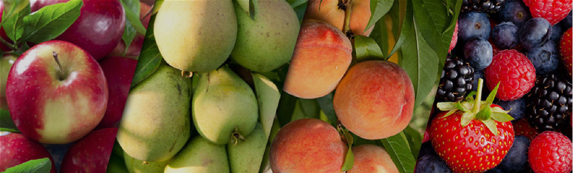 Menu Tree Top Store & Visitor Center